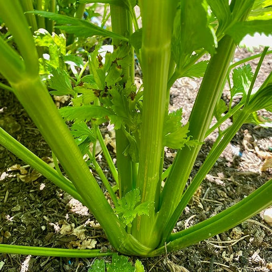 Plant Good Seed Tango Celery Seeds for Planting: Heirloom Vegetable, Tender Green Stalks - 250 Seed Packet