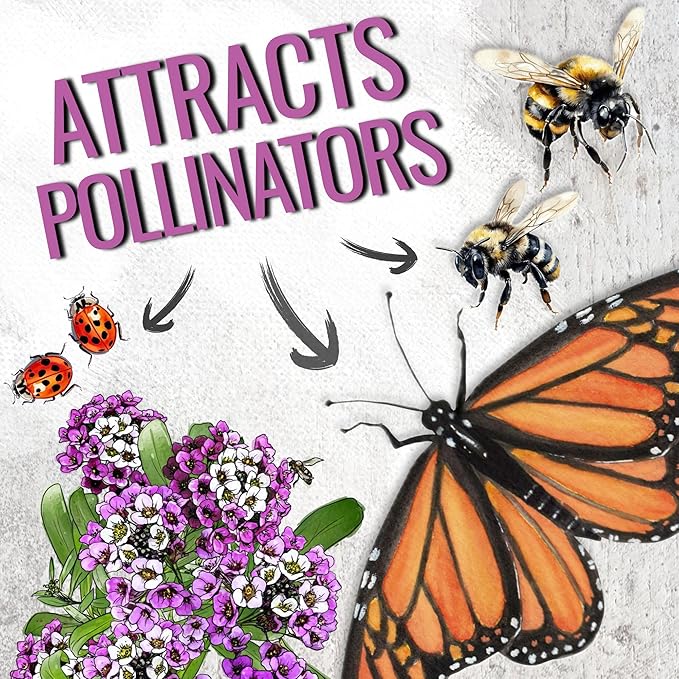 Seed Needs Alyssum Seeds for Planting - Heirloom & Untreated - Tender Perennial Flowers to Attract Pollinators to Rock Gardens, Pots, Containers & Window Boxes