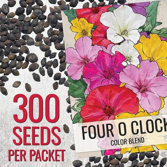 Seed Needs Four O' Clock Seeds Mixed Colors Annual Multicolored Blooms | 300+ Heirloom Seeds Mirabilis Jalapa Annuals Open Pollinated | Bulk Annual Flowering Seed Attracts Pollinators
