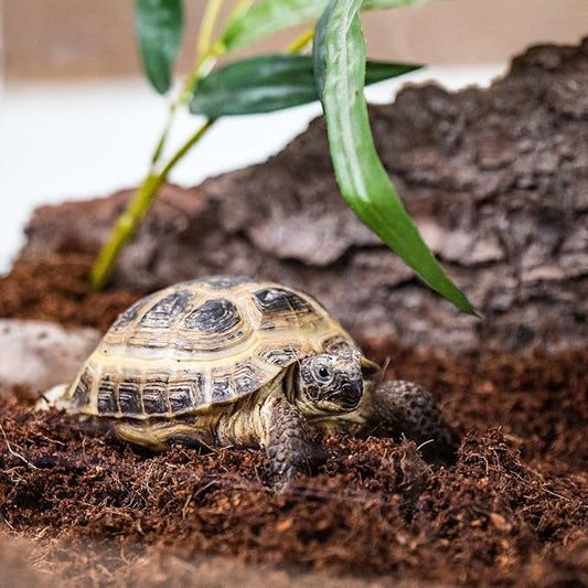 Gardenera Terrarium Bedding - Premium Coco Coir, Charcoal, Pumice, and Vermiculite Blend for Thriving Plant Growth - 10 QUARTS