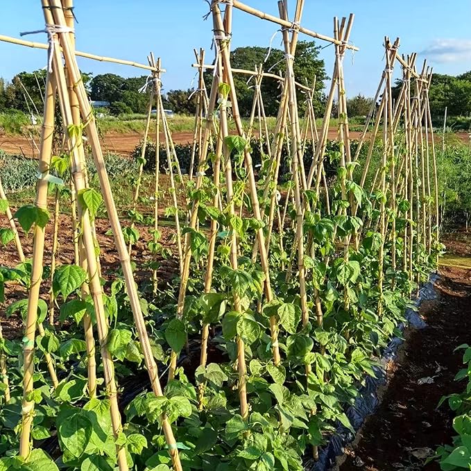 Bamboo Stakes 6FT Garden Stakes Plant Stakes for Outdoor Climbing Plants Poles Support Mini Tree Vines Pole Beans Cucumber 20 Pack