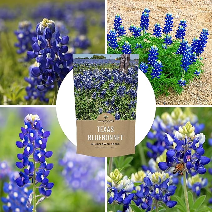 Bulk Texas Bluebonnet Wildflower Seeds - 1 Pound Bag - Over 16,000 Native Seeds - Texas State Flower!