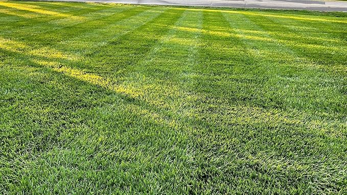 Lesco All-Pro Transition Tall Fescue Grass Seed Blend – (10 lbs) **Non-Returnable** Drought-Tolerant, Heat & Shade Resistant, Insect-Resistant Lawn Seed for Durable Turf