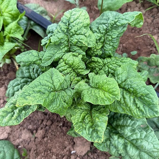 Plant Good Seed Organic Bloomsdale Longstanding Spinach Seeds - Pack of 300, Heirloom Seeds for Planting Vegetables - Gardening Supplies, Vegetable Garden - Non-GMO, Open Pollinated, from USA