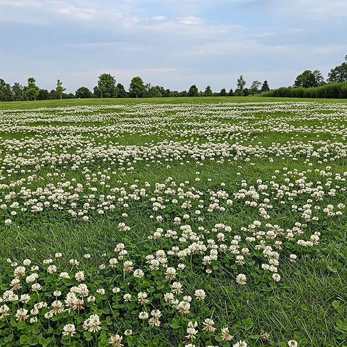 Premium Coated White Dutch Clover Seed – Versatile Lawn Alternative, Ground Cover, & Pollinator-Friendly – Nitrogen-Fixing & Drought-Resistant – Great for Lawns, Pastures, and Food Plots (2LB)