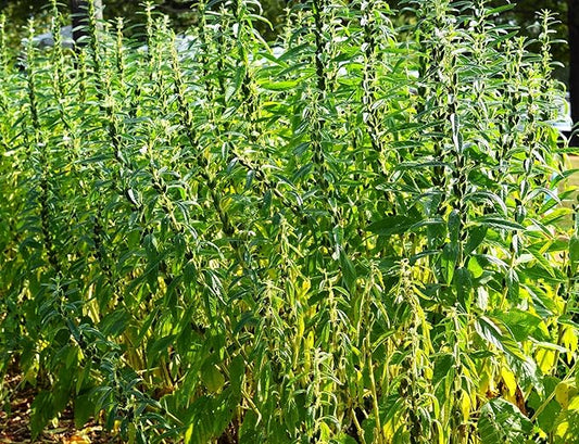 TomorrowSeeds - White Sesame Seeds - 1500+ Count - for 2026 Planting Benne Gingelly Til Simsim Ellu Shirogoma Zhi Ma Cover Crop Growing USA Asian Chinese Garden Grow Your Own Home Farm Patio Healthy