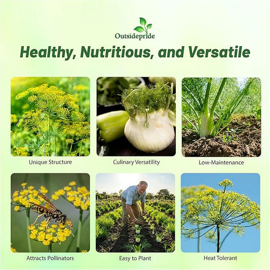Outsidepride 1 oz. Annual Foeniculum Vulgare Fennel Herb Garden Seeds for Planting