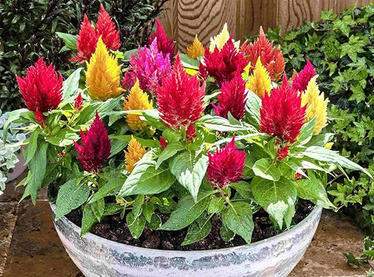 Seeds Plumed Cockscomb Mix/Celosia/Includes Variety Crested West Indian Toreador/Annual Flowers