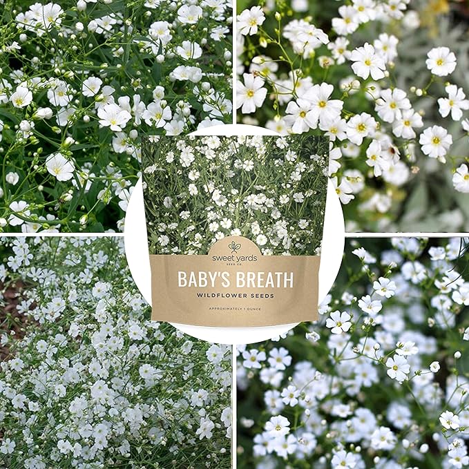 Showy Baby's Breath Seeds – Bulk Quarter Pound Bag – Over 80,000 Open Pollinated Non-GMO Wildflower Seeds – Gypsophila elegans – Quick Blooming White Flowers