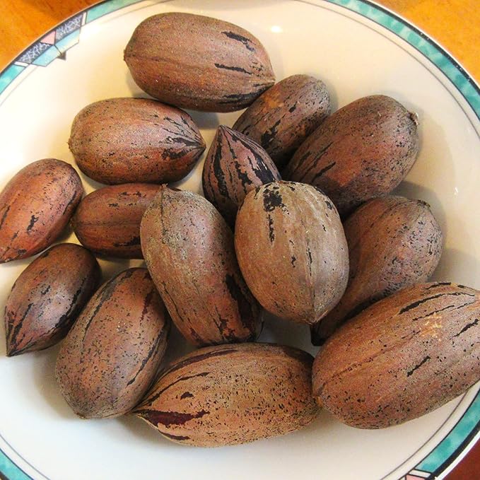 TomorrowSeeds - Pecan Tree Seeds - 18+ Count - for 2026 Planting Carya Illinoensis Illinois Nut Pecans Buttery Edible Texas American Hickory Native Perennial Trees Grow Your Own Home Farm Patio