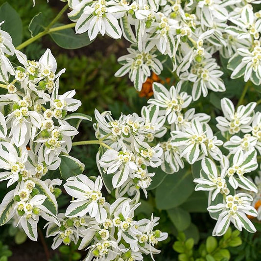 Outsidepride Snow On The Mountain Euphorbia Seeds for Planting - 1000 Pcs Annual, Easy to Grow, Drought-Tolerant Flower Seeds with White & Green Bracts for Floral Arrangements & Bouquets