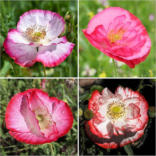 Seed Needs Shirley Mixed Poppy Seeds for Planting Double Mixture | 100,000+ Heirloom Seeds Papaver Rhoeas Open Pollinated | Bulk Package Double Mixture Blend Annual Flowering Seed