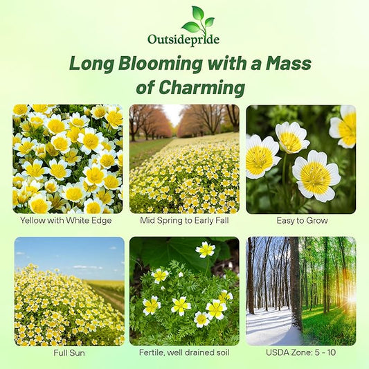 Outsidepride Meadowfoam Seeds - 1000 Pcs. Annual, Self-Seeding & Low Maintenance, Ground Cover Seeds for Planting Fragrant Yellow-White Blooms, Great for Gardens, Borders, & Container Displays