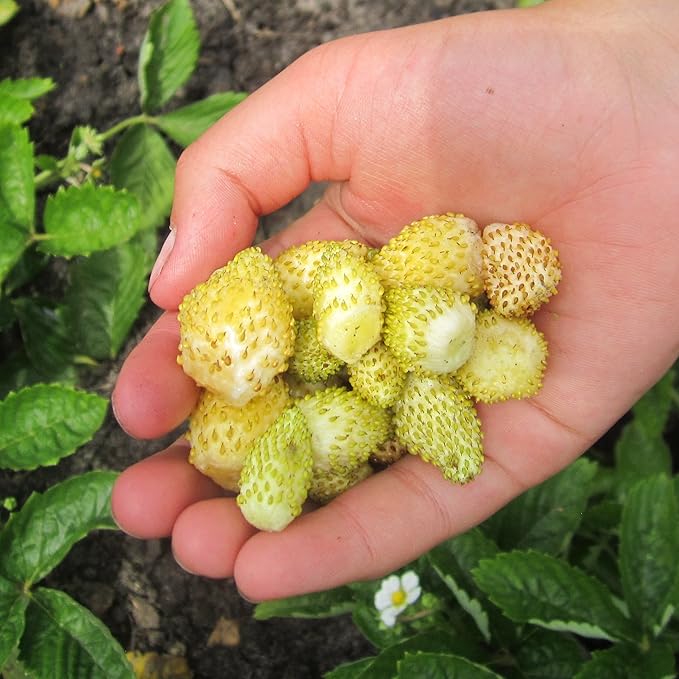 Seeds Alpine Strawberry Everbearing 'Yellow Wonder' Non GMO Heirloom
