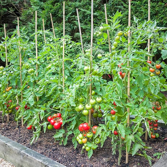 Bamboo Stakes,3FT Natural Bamboo Garden Stakes,BOVITRO 25Pcs Plant Stakes,Bamboo Sticks for Tomato,Beans,Vegetable and Climbing Plants