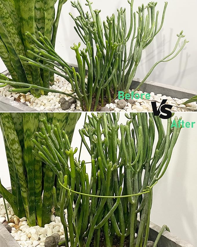 5-Pack Heavy Duty Plant Support Stakes, Metal Plant Ring Cages for Indoor Outdoor Plants, Adjustable Garden Stakes for Peonies, Monstera, Pothos, Hydrangea, Vines & Potted Plant (6" W x 11" H)