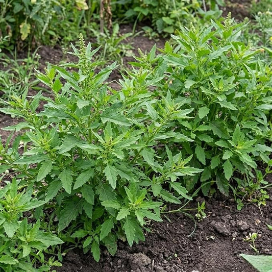 500 Epazote Seeds – Semilla de Epazote (Chenopodium ambrosioides) Mexicano Heirloom Herb Seeds for Planting – Outdoor Garden & Containers – High Germination Rate