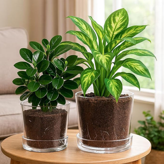 Phoenix Vine 8 Inch 10 Inch Clear Acrylic Houseplants Planter Pot with Tray, Orchid Pot with Drainage Holes, Deep Saucer for Bottom Watering, Transparent Containers for Indoor Plants, Herbs, 91-B-Y