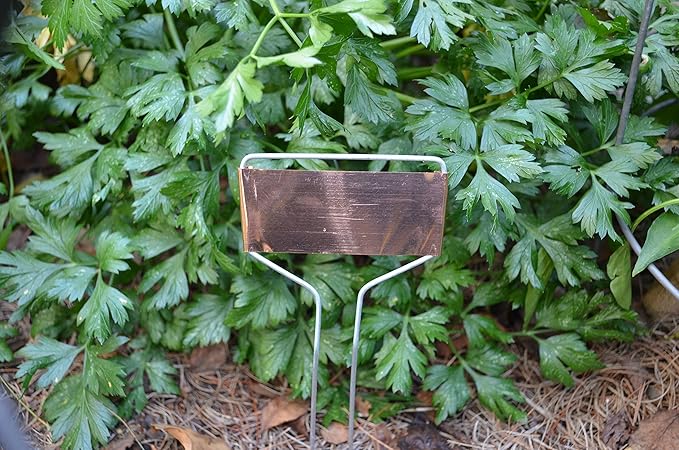 Bosmere Copper Plant Markers, Large-Faced Copper Plated Metal Plant Markers for Vegetables, Herbs, Seedlings, Flowers, 10 inches High (Pack of 20)