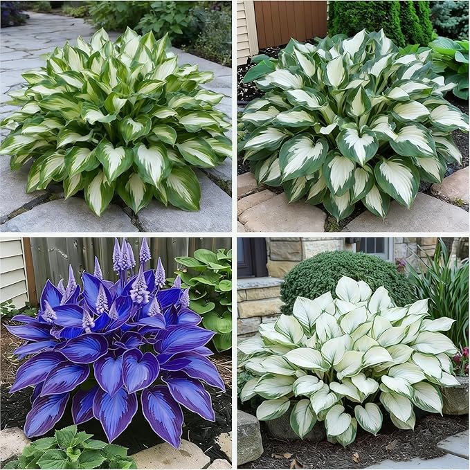 200+ Hosta Seeds for Planting, Mixed Rare Perennial Hosta Seed, Attract Pollinators, Heirloom Non-GMO Hosta Seeds for Bonsai Decoration, Home Garden
