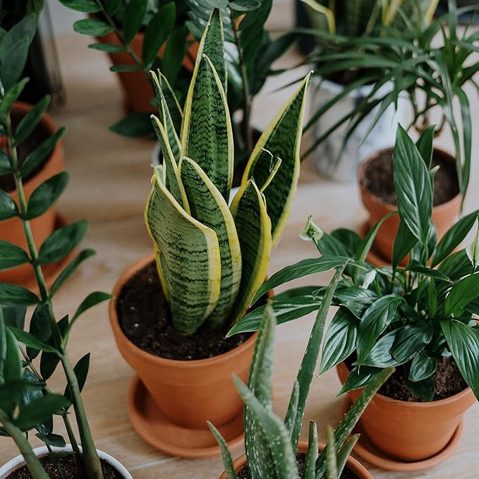 Terracotta Starter Pots with Saucers – 4 Inch Clay Planting System for Healthy Roots, Reliable Drainage & Indoor Growing, Ideal for Succulents, Seedlings & Small Spaces