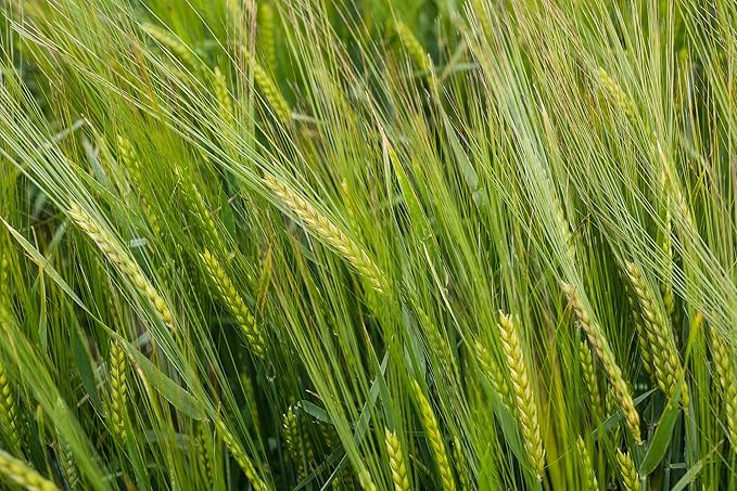Plant Good Seed Organic Great Grains Seeds for Planting: 4 Packet Collection - Barley, Oat, Rye, Wheat - Heirloom Variety Pack