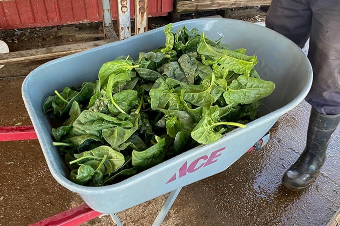 Plant Good Seed Organic Equinox Spinach Seeds - Pack of 300, Heirloom Seeds for Planting Vegetables - Gardening Supplies, Vegetable Garden - Non-GMO, Open Pollinated, from USA