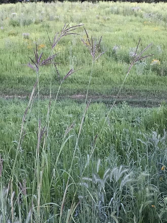 Hale Habitat & Seed Big Bluestem Native Grass Seed, Deer& Wildlife Cover, 2 lbs Pure Live Seed