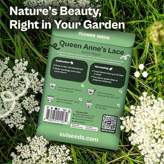 SVI 900 Queen Anne's Lace Seeds for Planting, Bishop's Flower Seed Packets (Ammi majus) - Bullwort, Laceflower, Heirloom & Organic Wildflower, False Annes Lace - Wild Flower Seeds to Plant Outside