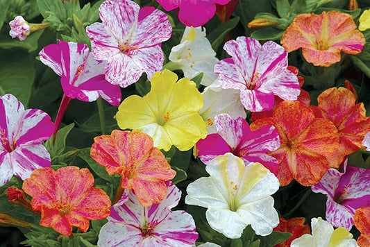 Burpee Marbles Mix Four O'Clock Seeds 35 Seeds (Pack of 2)