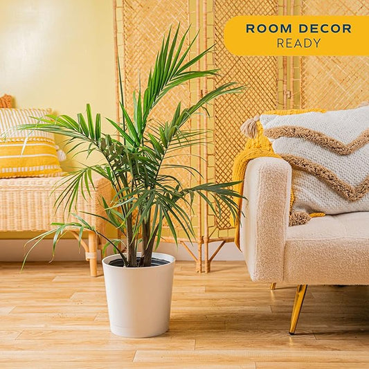 Costa Farms Majesty Palm Live Plant in Decorative Pot, Large Indoor Houseplant, Perfect for Home, Room, or Office Decor, Great House Warming or Birthday Gift, 3-4 Feet Tall