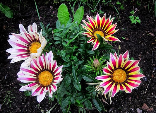 Seeds Treasure Flower Mix African Daisy Gazania Perennial Flowers