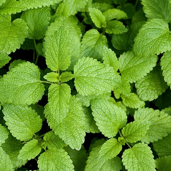 Outsidepride Lemon Bee Balm Seeds - 5,000 Perennial, Easy to Grow & Pollinator Friendly Melissa officinalis Flower Seeds for Planting Mint Scented Leaves & Edible Blooms, Great for Teas & Potpourri