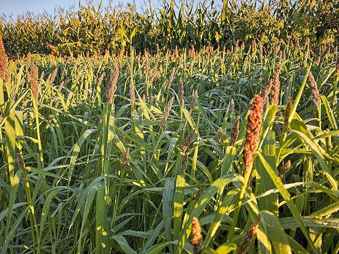 Domain Outdoor Landing Strip Food Plot Seed Mix - 1 Acre - Millet & Sorghum Blend for Waterfowl, Upland Birds, and Deer