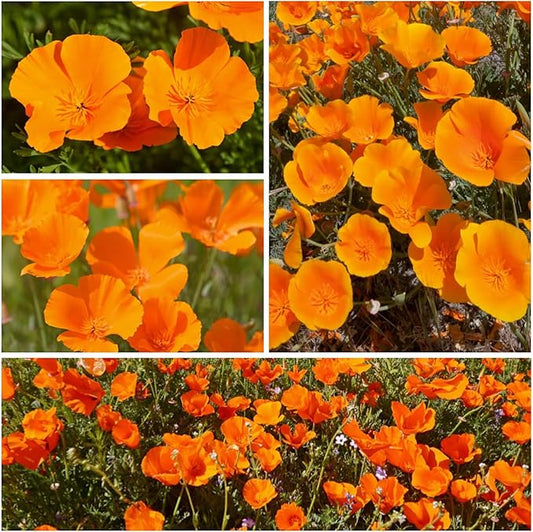 Seed Needs California Poppy Orange Flowering Wildflower Seeds | 2 Ounce 30,000+ Heirloom Seeds Eschscholzia Californica Native Open Pollinated | Flowering Seed Produces 3" Orange Blooms | Bulk