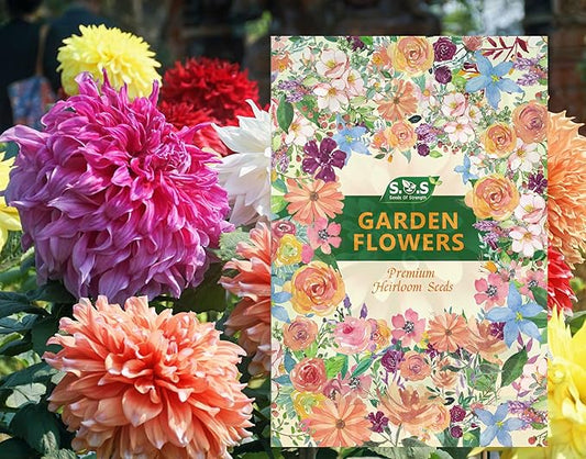 100 pcs Perennial Dahlia Labyrinth Flower Seeds for Planting - Exotic Labyrinth Non-GMO Garden Flower