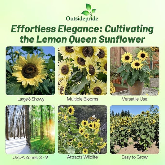 Outsidepride Lemon Queen Sunflower Seeds for Planting - 1 Lb. Annual, Easy to Grow Flower Seeds w/Vibrant, Abundant Blooms for Cut Flower Arrangements & Pollinator & Vegetable Gardens