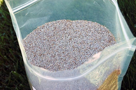 Creeping Red Fine Fescue Seed by Eretz (5lb) - Choose Size! Willamette Valley Oregon Grown, No Fillers, No Weed or Other Crop Seeds, Premium Shade Grass Seed.