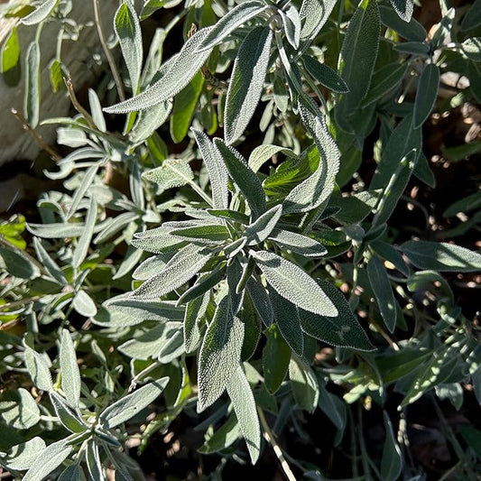 Plant Good Seed Organic Common/Culinary Sage Seeds for Planting: Culinary Herb, Green Leaves and PurpleFlowers - 58 Seed Packet