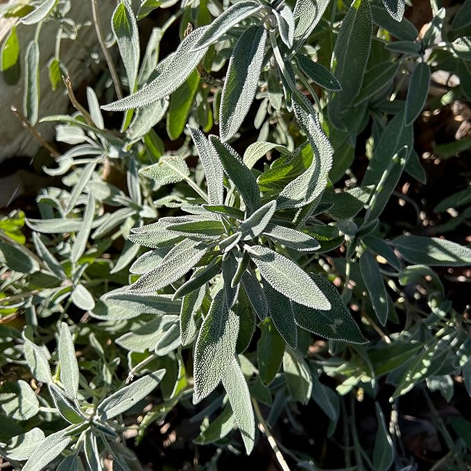 Plant Good Seed Organic Sage Seed Collection - 5 Packets - Black, Clary, Garden, Purple, White Heirloom Seeds for Planting Herbs - Gardening Supplies, Herb Garden, Flower Seeds to Plant Outside