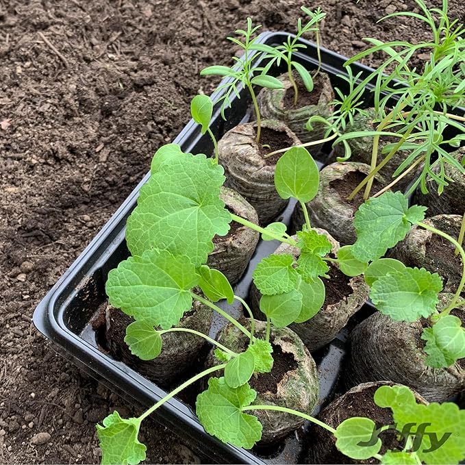 Ferry Morse Jiffy Tomato & Vegetable Seed Starter Tray Kit, 36 Cell 50mm Peat Pellets with Bonus SUPERthrive and Plant Labels - 2 Pack, 72 Pellets Total