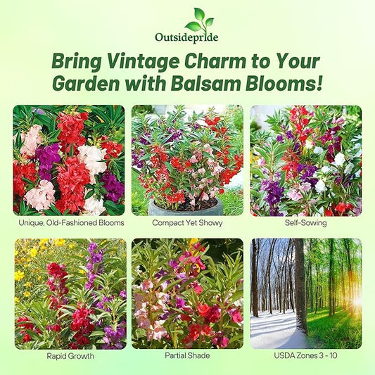 Outsidepride Balsam Impatiens Flower Seeds - 1000 Pcs Annual, Compact & Pollinator Friendly, Impatiens Seeds for Planting w/Vibrant, Abundant Blooms for Shade Gardens & Container Displays