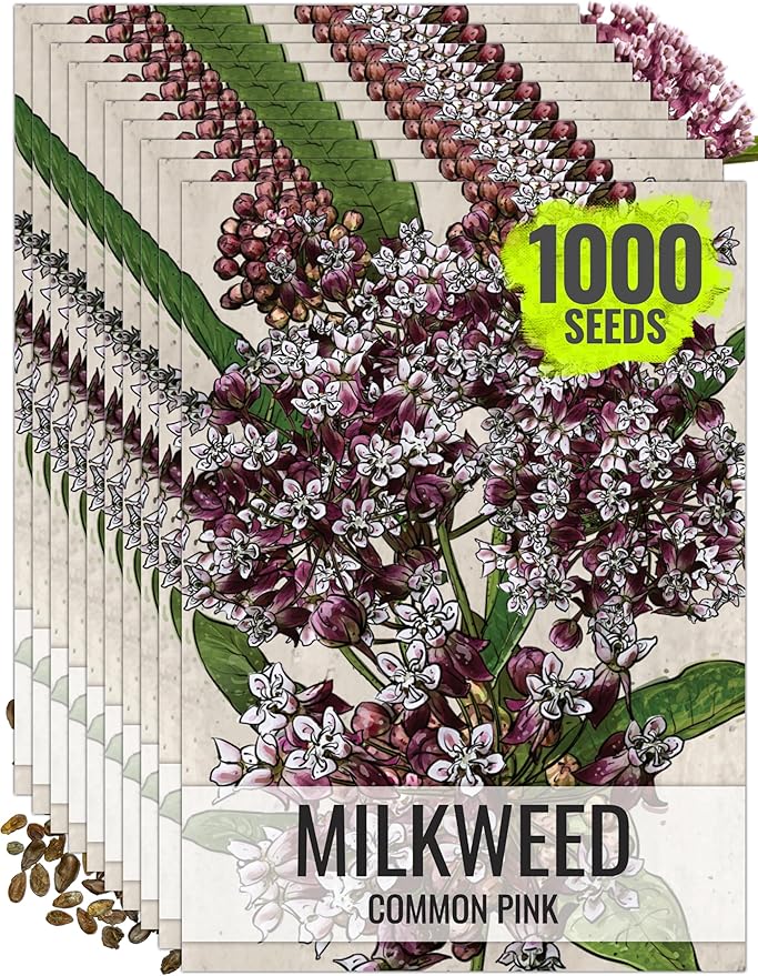 Seed Needs Pink Milkweed Seeds for Planting Common Asclepias syriaca - Heirloom & Open Pollinated Perennial Flower Seed to Plant a Monarch Butterfly Garden (10 Packs)