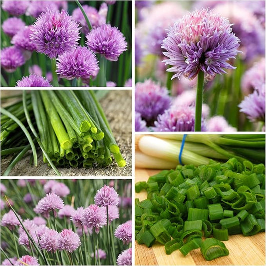 Seed Needs Borage & Chives Seeds for Planting Fresh Kitchen Herbs - Non-GMO Heirloom & Untreated Perennial Herb Seed to Plant a Culinary Garden Indoors or Outdoors (2 Packs)