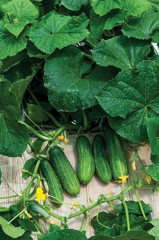 Burpee Fresh Pickles Pickling Cucumber Seeds 20 seeds