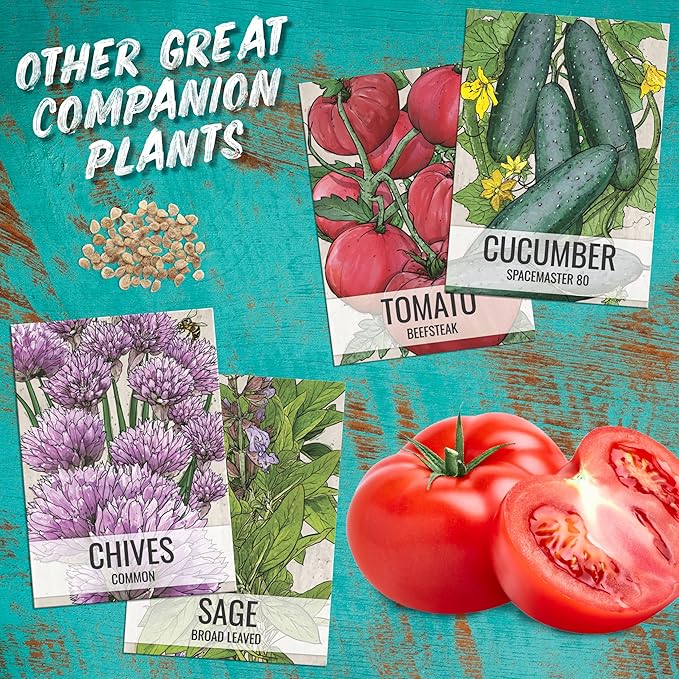 Seed Needs Lovage Seeds for Planting - Non-GMO Heirloom & Untreated Herbs to Plant a Medicinal/Culinary Home Grown Herb Garden Indoors or Outdoors (2 Packs)