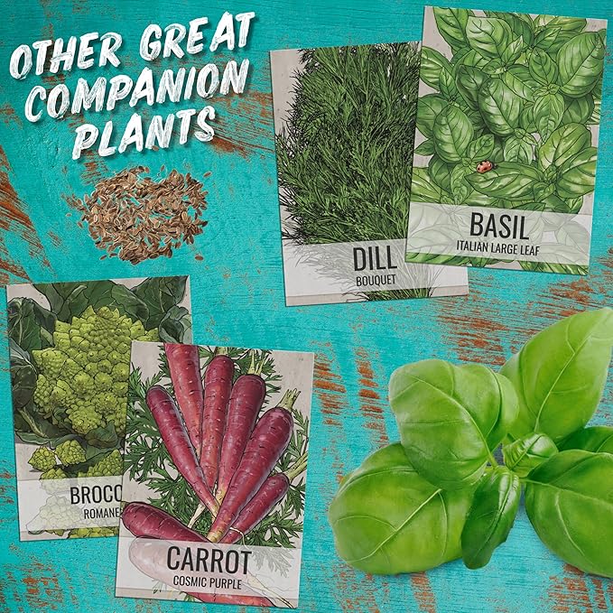 Seed Needs Cilantro Seeds for Planting Coriander Kitchen Herbs - Non-GMO Heirloom & Untreated - Grow a Home Grown Herb Garden Indoors or Outdoors (1 Pack)