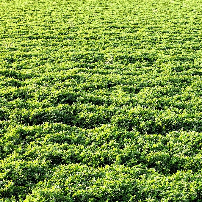 Outsidepride Perennial Alfalfa Seeds for Planting - 1 lb High Yield, Nitrocoated, Inoculated Winter Hardy Forage Legume Seeds for Growing Lush Green Grass Lawns, Pastures, & Hay for Livestock