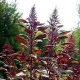 Bulk Organic Red Garnet Amaranth Seeds (1/2 Lb)
