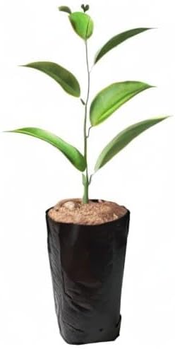 100 PCS Thicken Plastic Nursery Bags for Plants Fruit Flower Grow Bags Seedling Pots (6.69x11.81 in)
